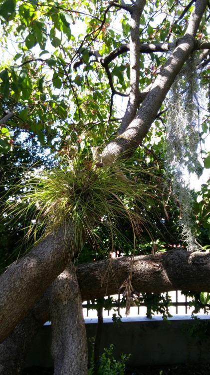 tillandsia4.jpg