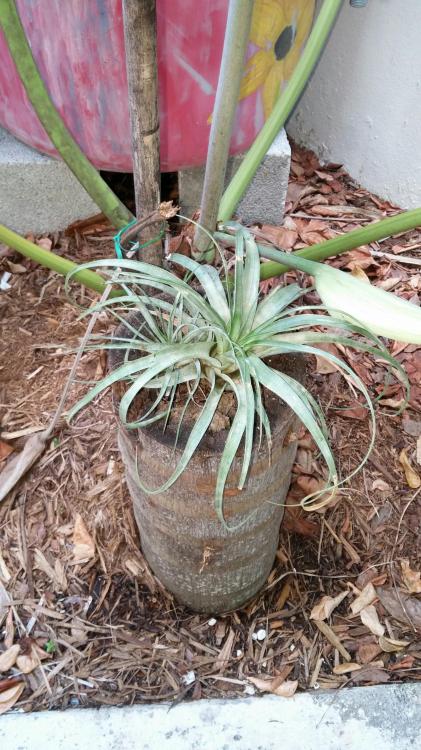 tillandsia7.jpg