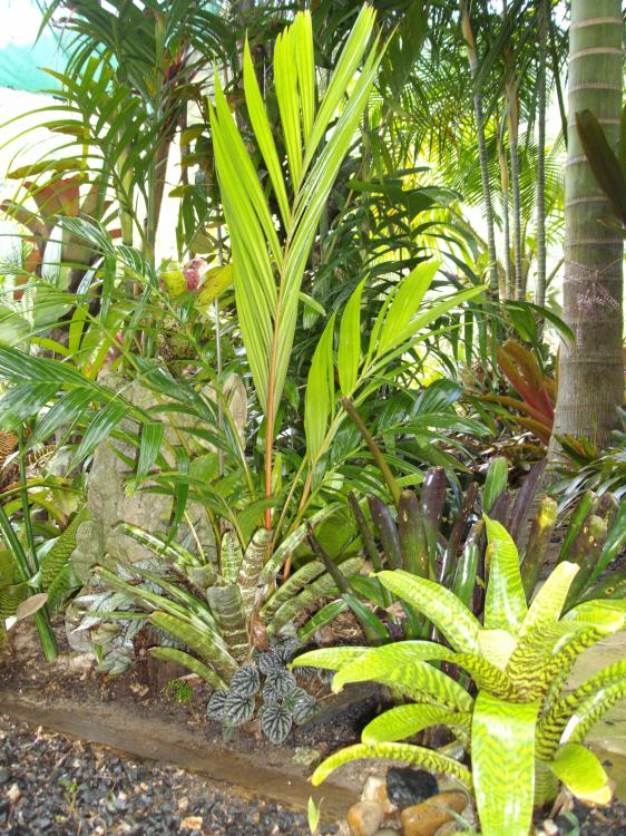 Pinanga sp Boston update - DISCUSSING PALM TREES WORLDWIDE - PalmTalk