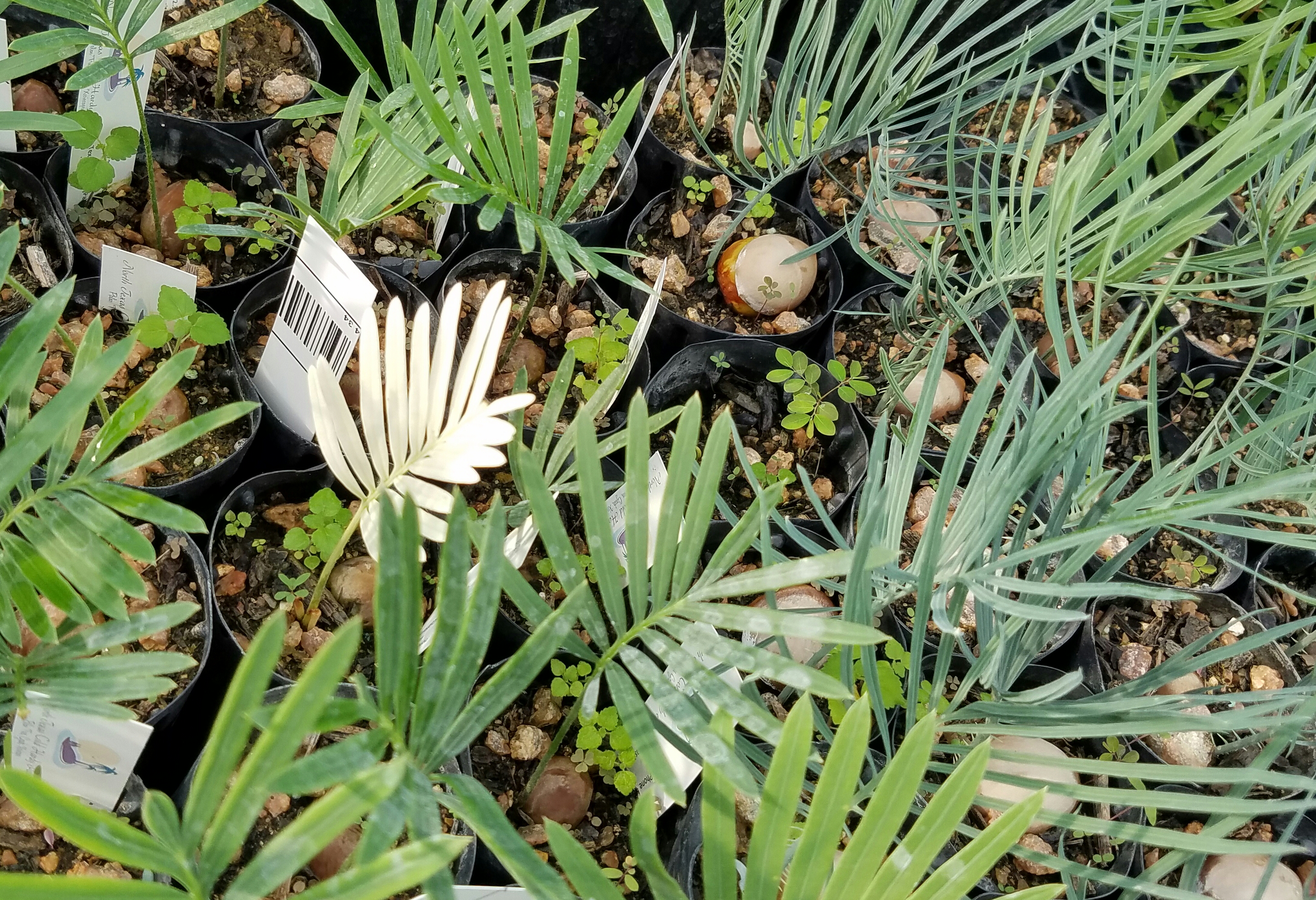 Cycas sp. Silver pics - TROPICAL LOOKING PLANTS - Other Than Palms -  PalmTalk