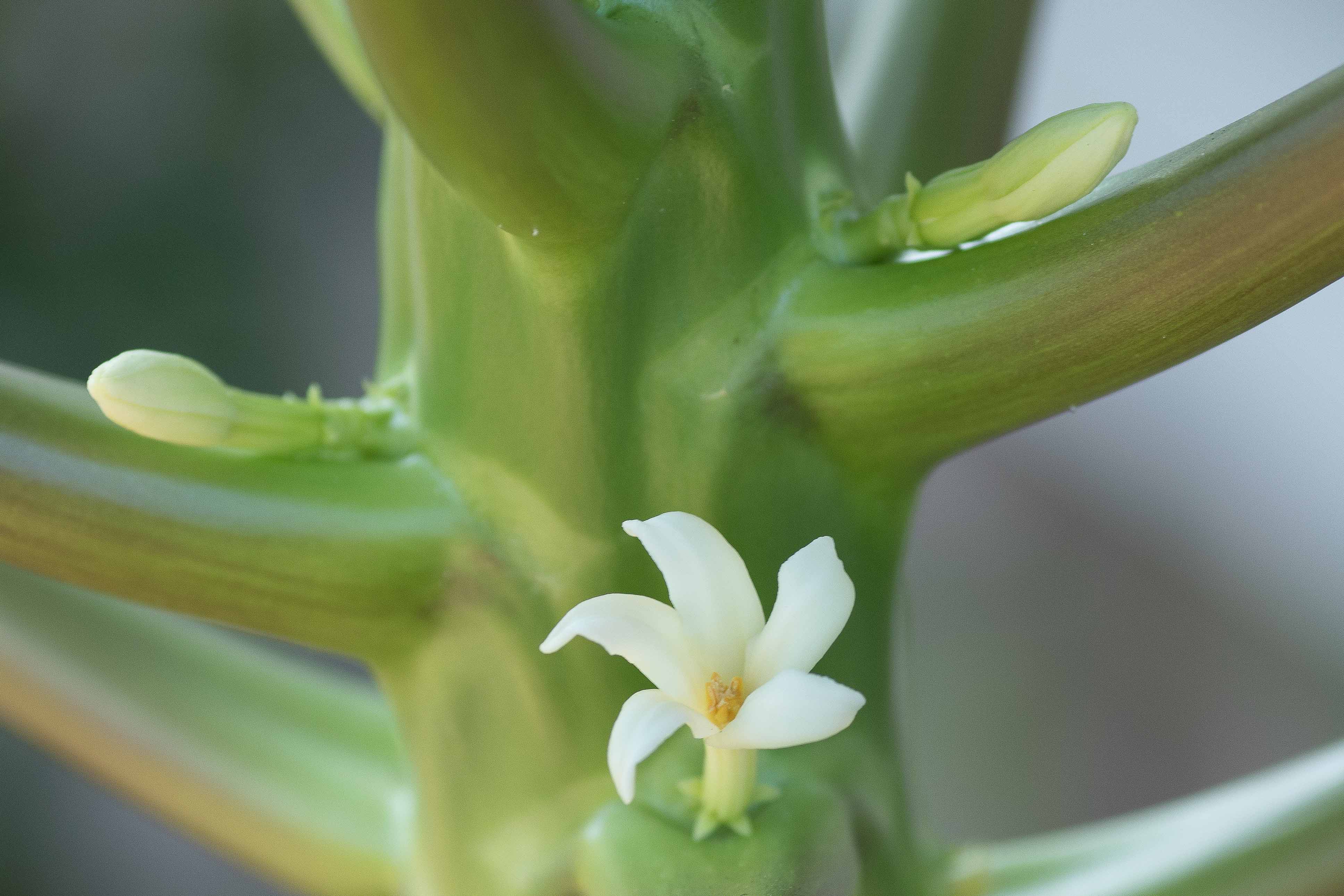 Solo Papaya flower... help? - TROPICAL LOOKING PLANTS - Other Than