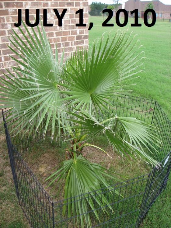 2010 palm tree.jpg