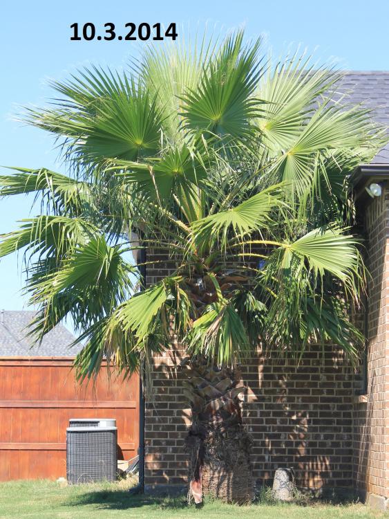 2014 washingtonia.jpg