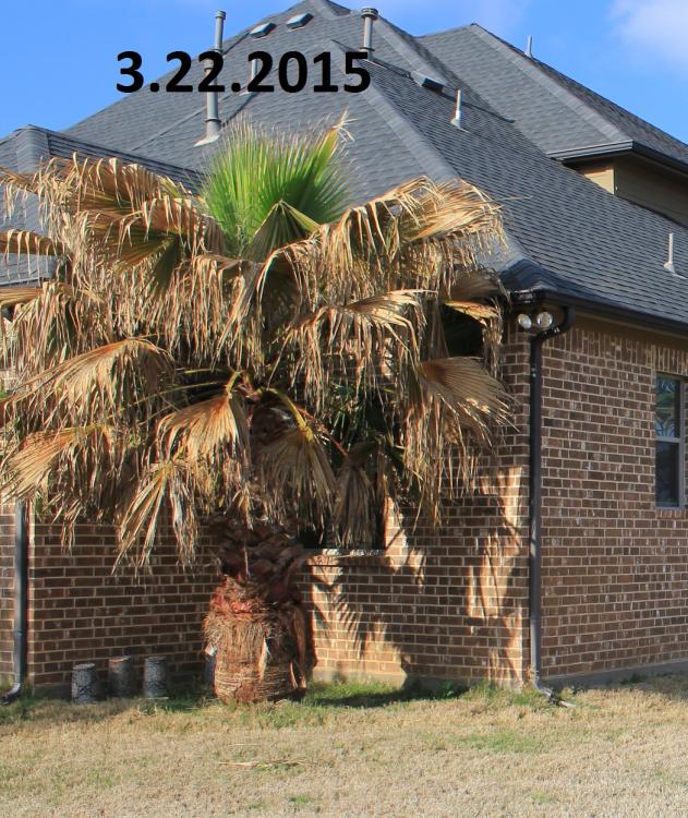 3.22.2015 washingtonia.jpg