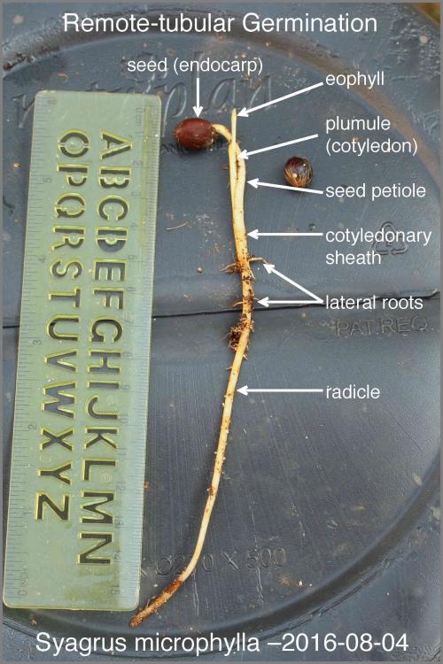 57a396a2dcb32_Syagrusmicrophylla008.thum