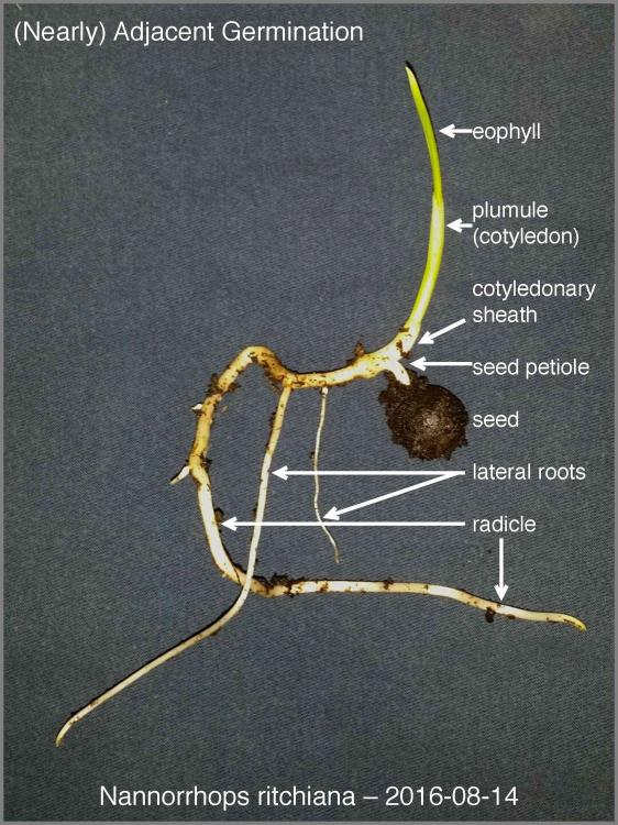 57b1c15a8cc56_Nannorrhopsritchiana201608