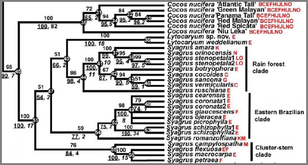 57b74de2d7570_Cocosetal.thumb.jpg.8c0e37