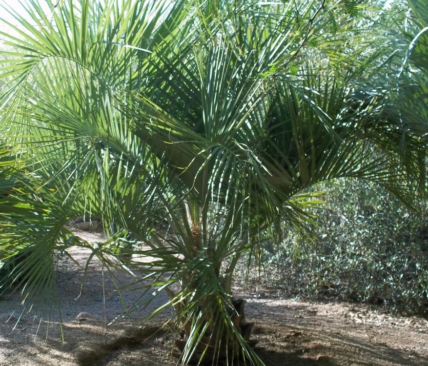 Jubaea x Butia March 2015.jpg