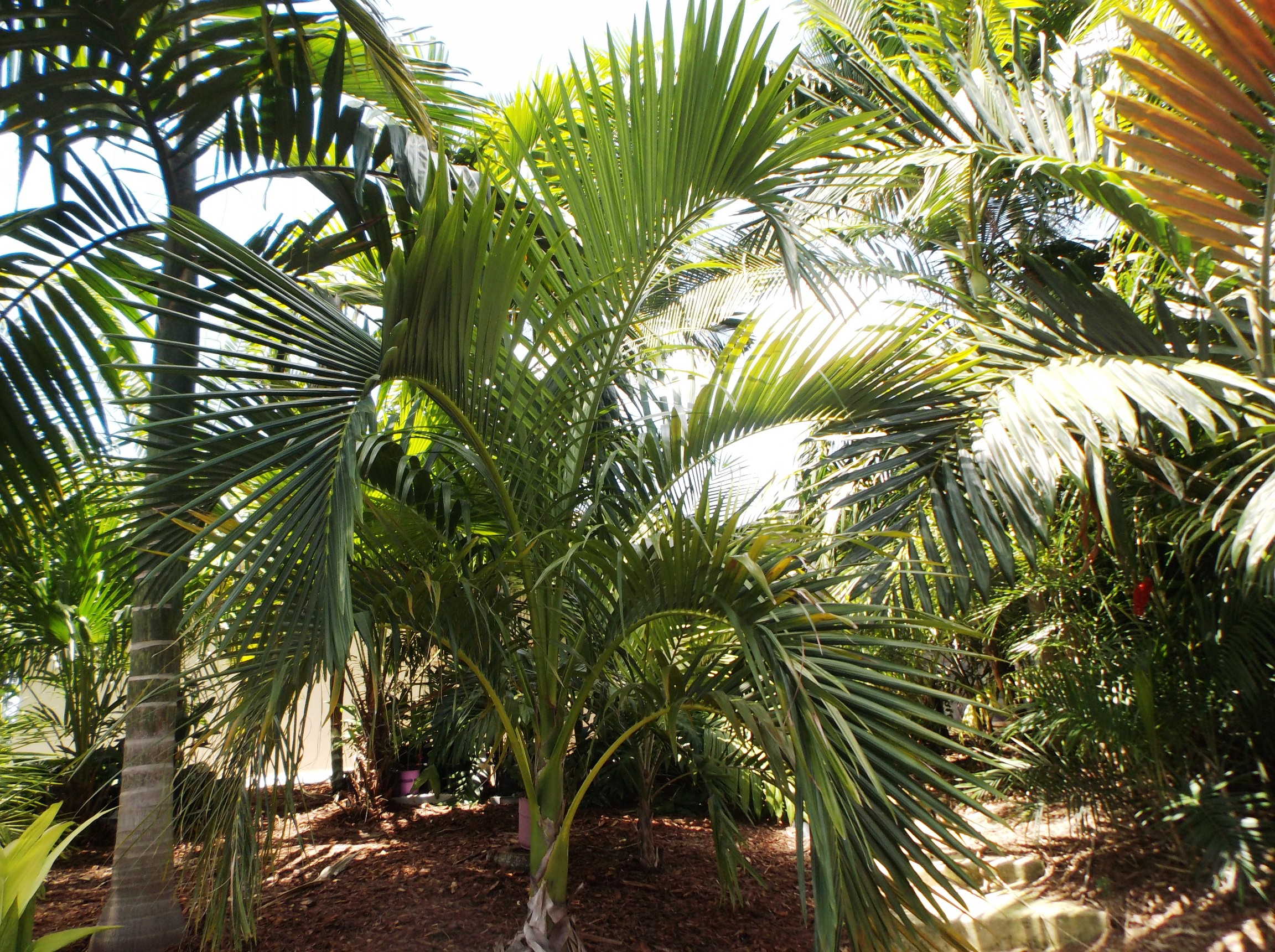 Carpoxylon Macrospermum - Discussing Palm Trees Worldwide - Palmtalk