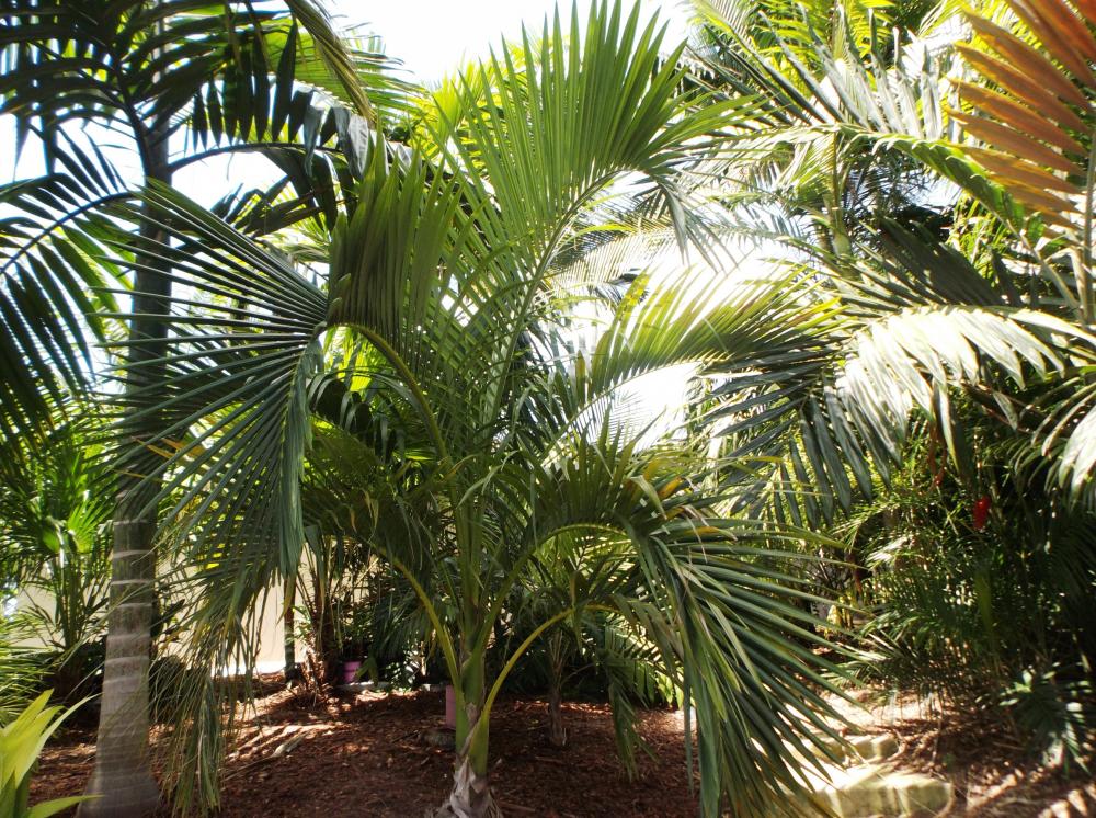 Carpoxylon macrospermum 01 8-23-16.JPG