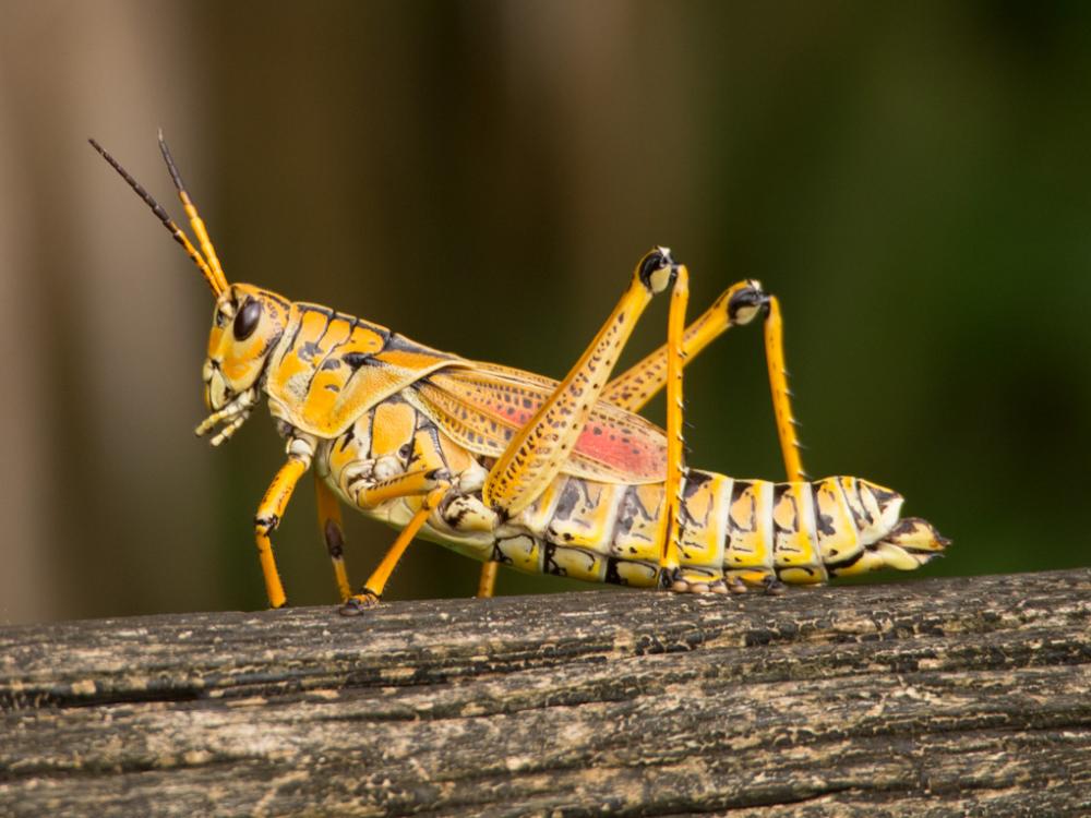 Eastern lubber grasshopper South Beach 2 Oct 2014.jpg