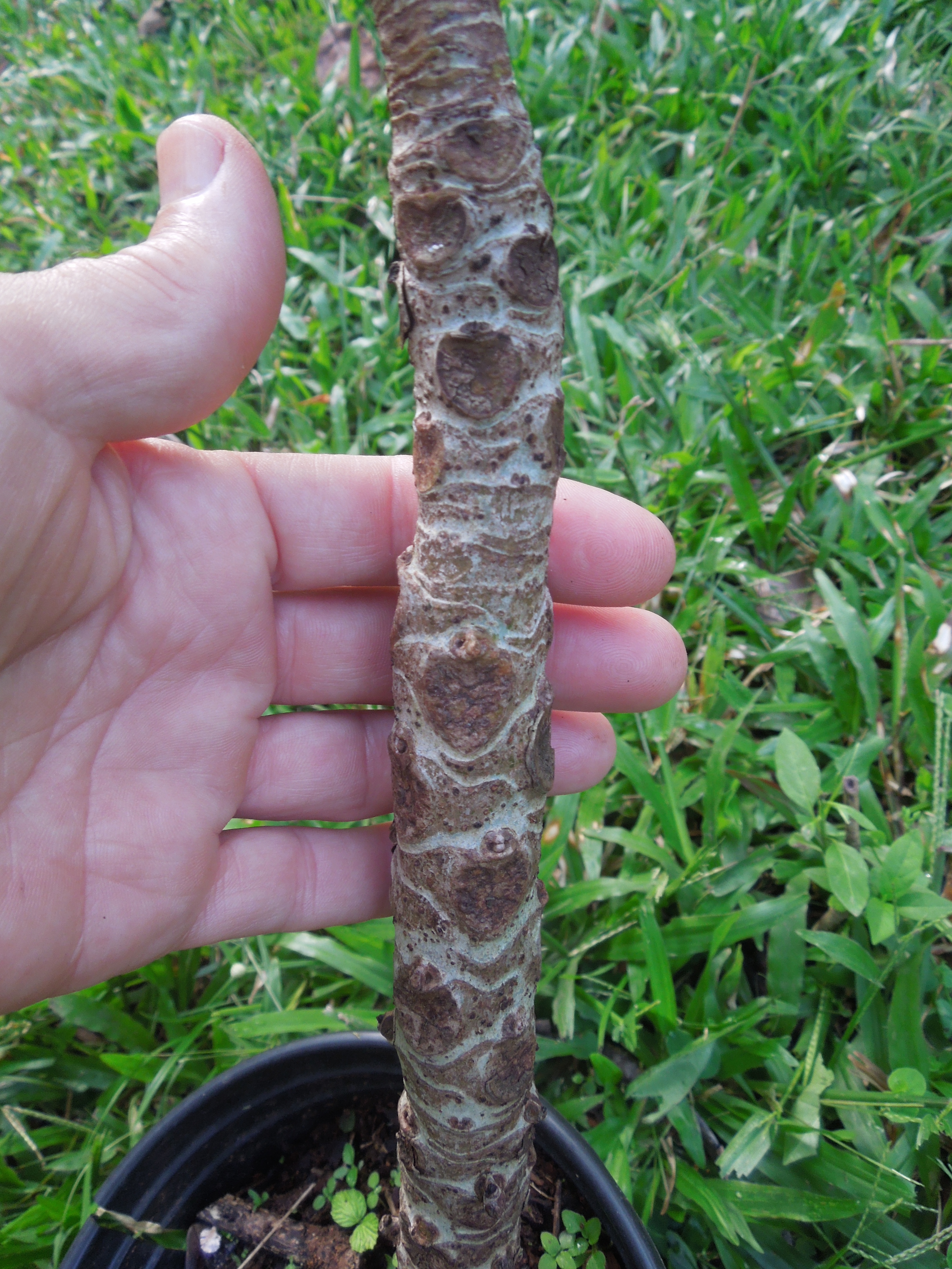 Ficus pseudopalma: the fig that thinks it's a palm - TROPICAL LOOKING ...