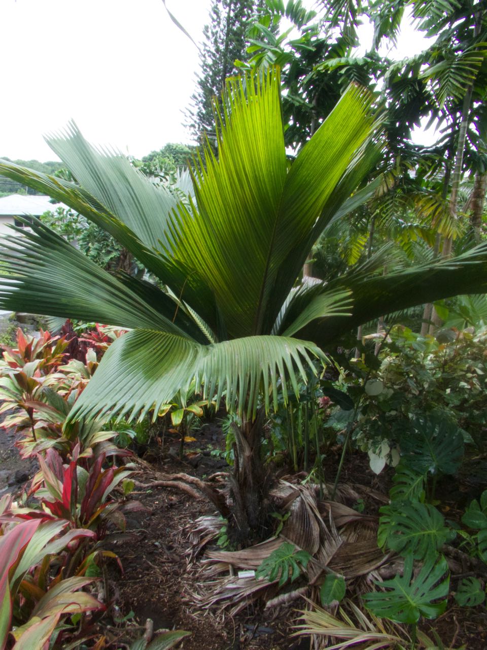 Phoenicophorium borsigianum - DISCUSSING PALM TREES WORLDWIDE - PalmTalk