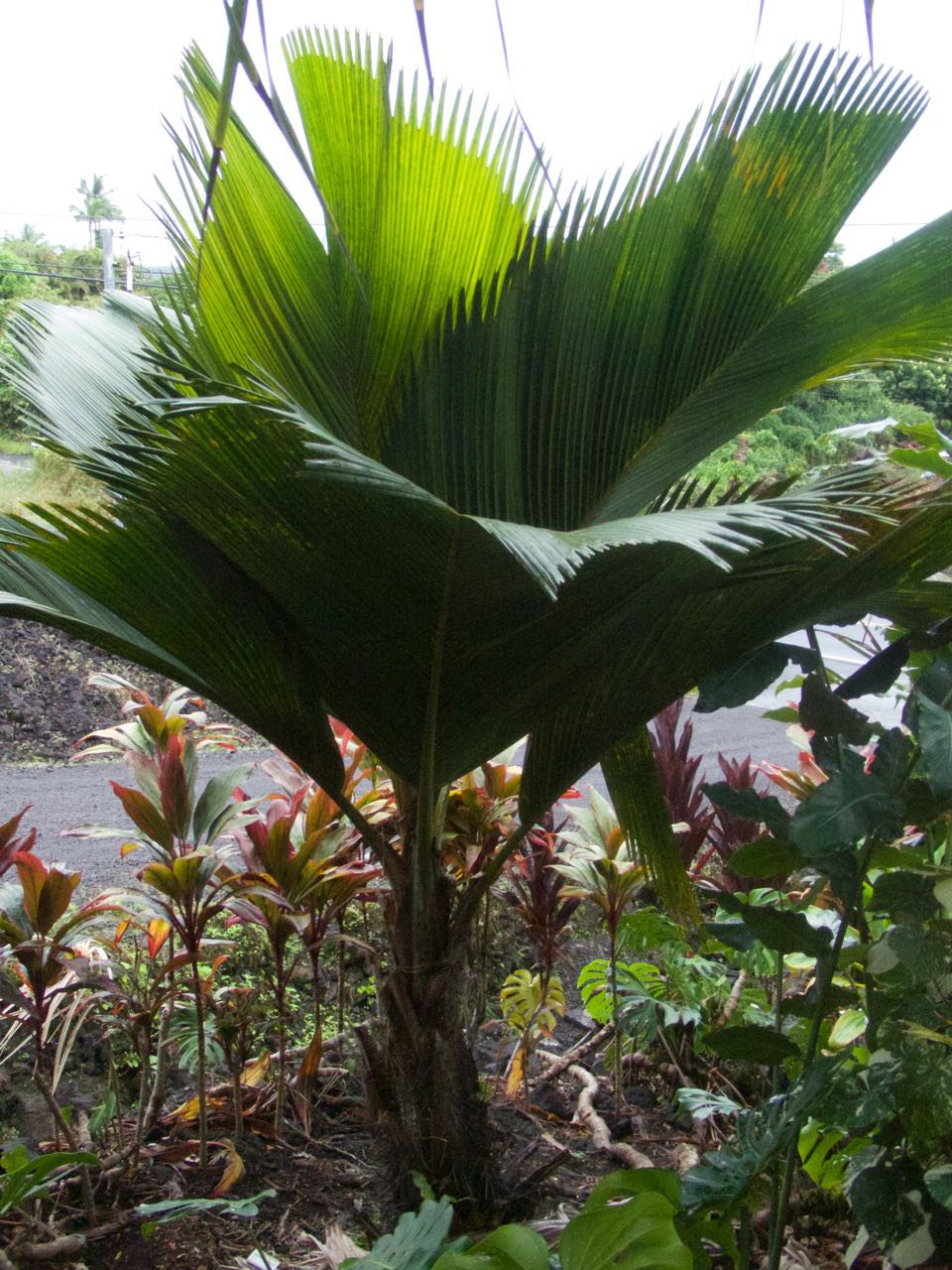 Phoenicophorium Borsigianum - Discussing Palm Trees Worldwide - Palmtalk