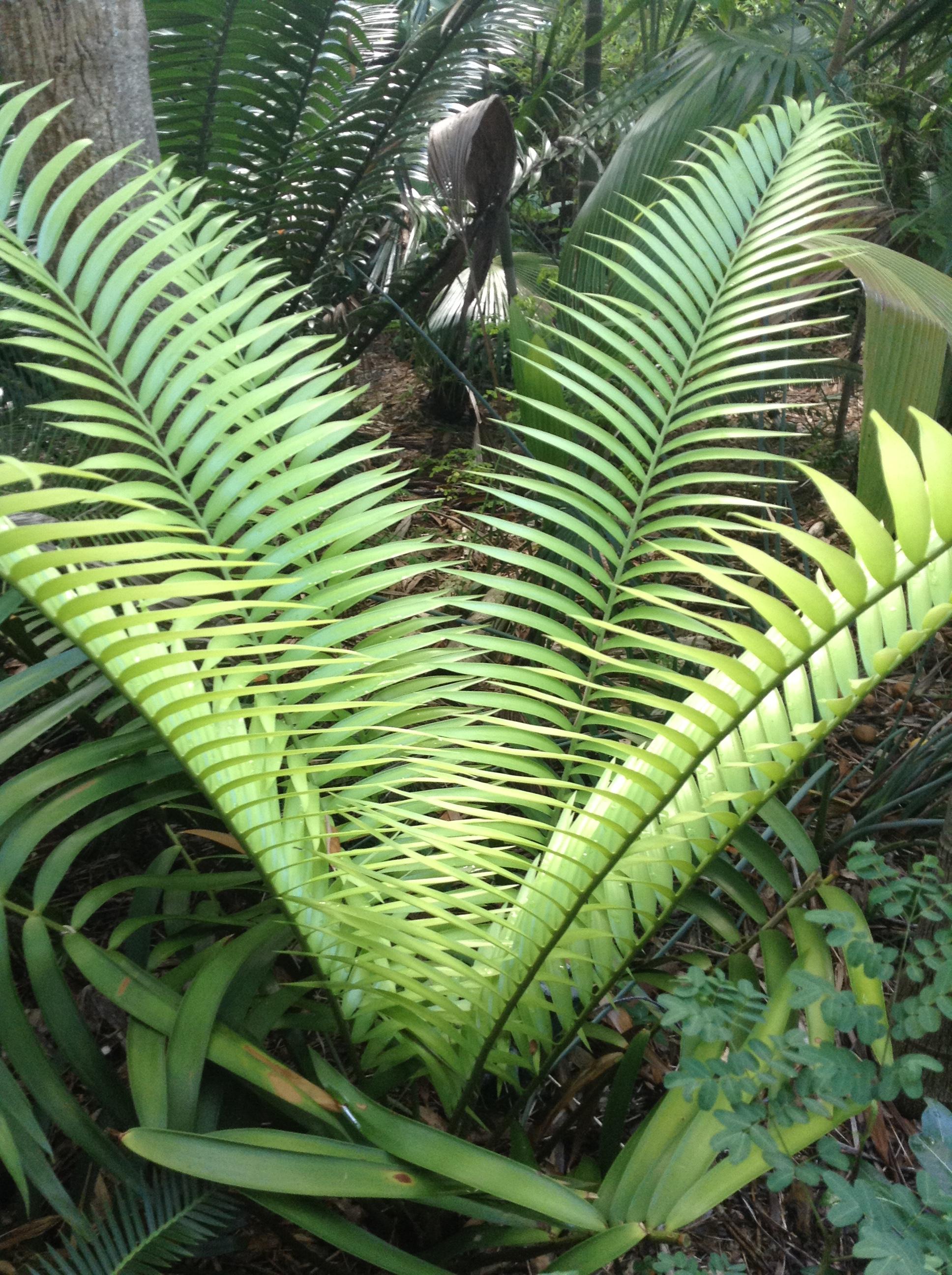 Unknown Ceratozamia flushing in the garden - TROPICAL LOOKING PLANTS ...