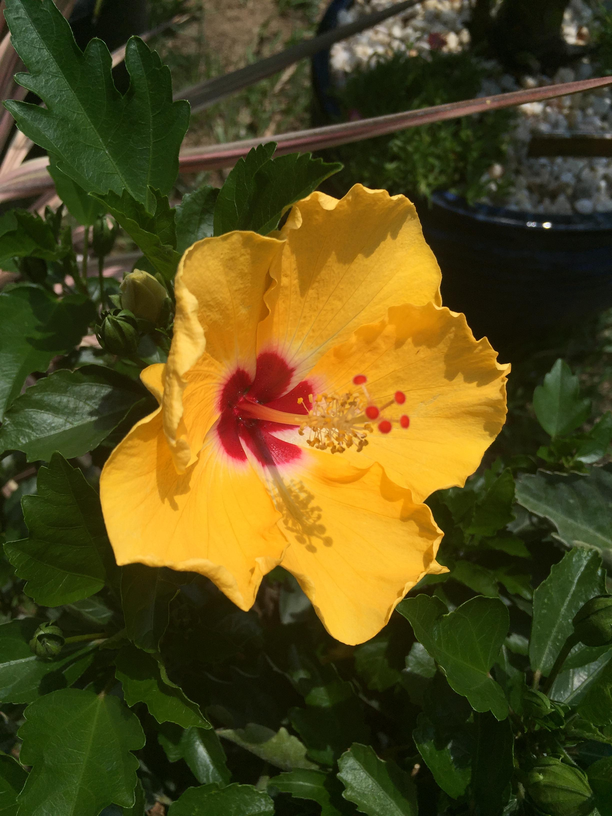 Grafting tropical hibiscus rosa sinensis - TROPICAL LOOKING PLANTS