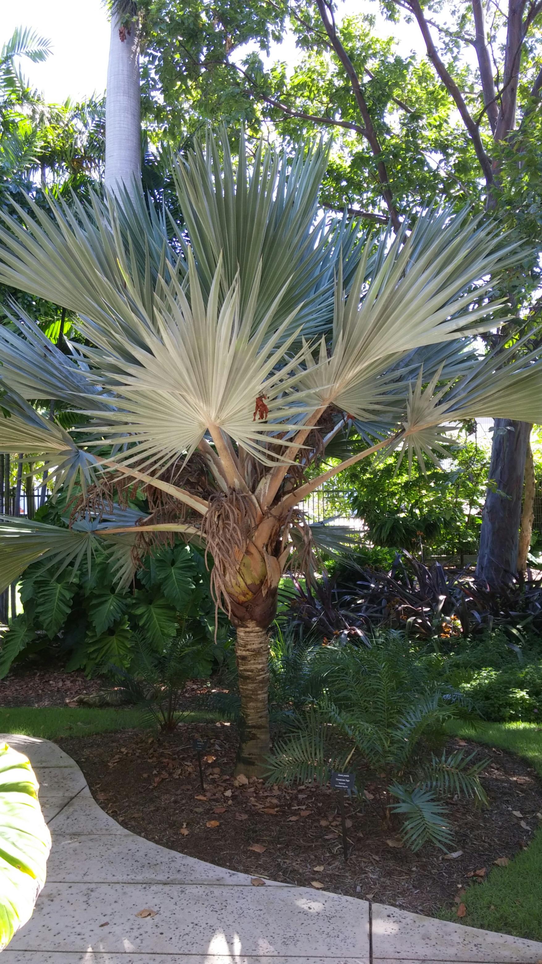 Red Red Latan - DISCUSSING PALM TREES WORLDWIDE - PalmTalk