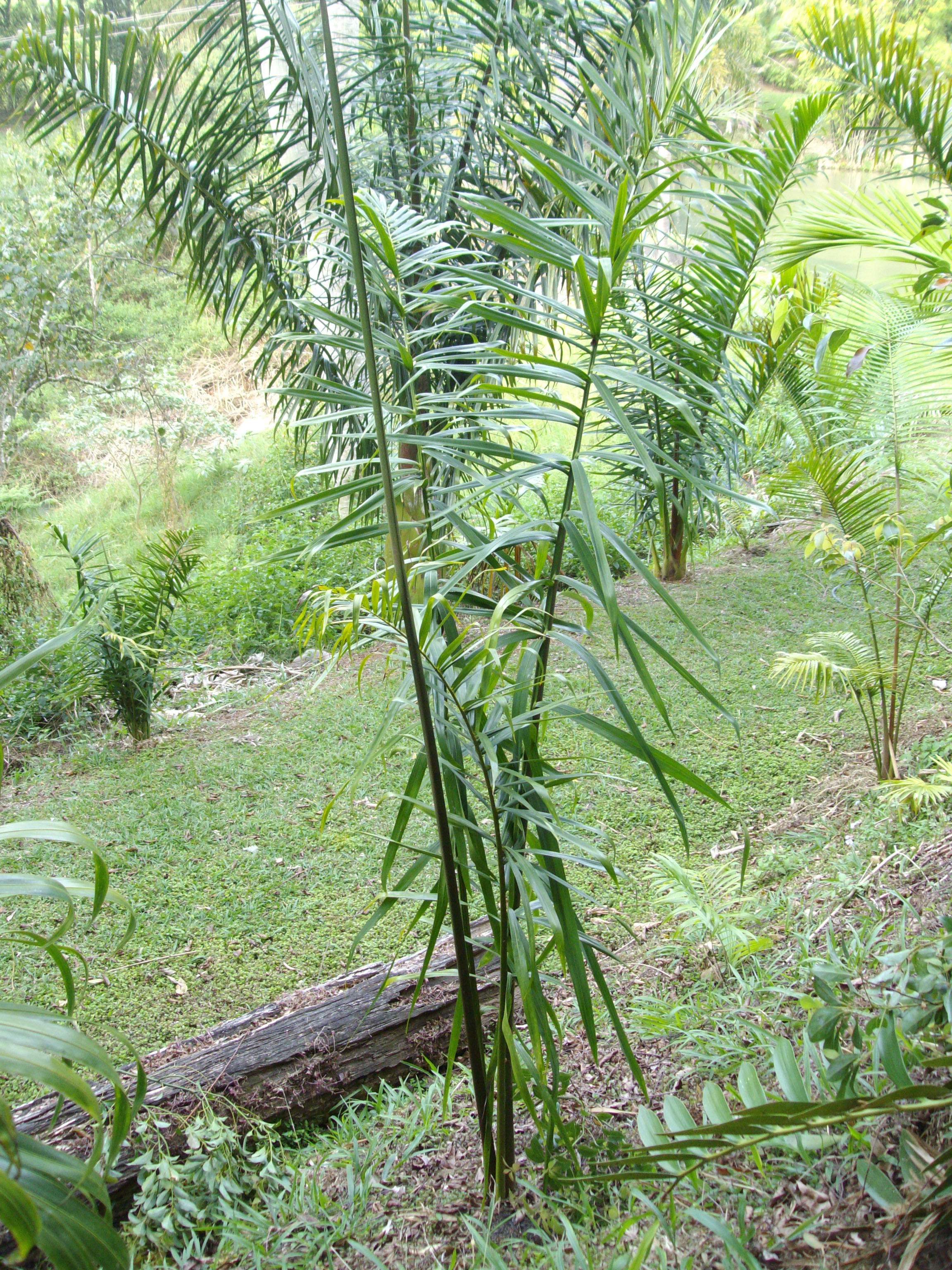 Dypsis variability - DISCUSSING PALM TREES WORLDWIDE - PalmTalk