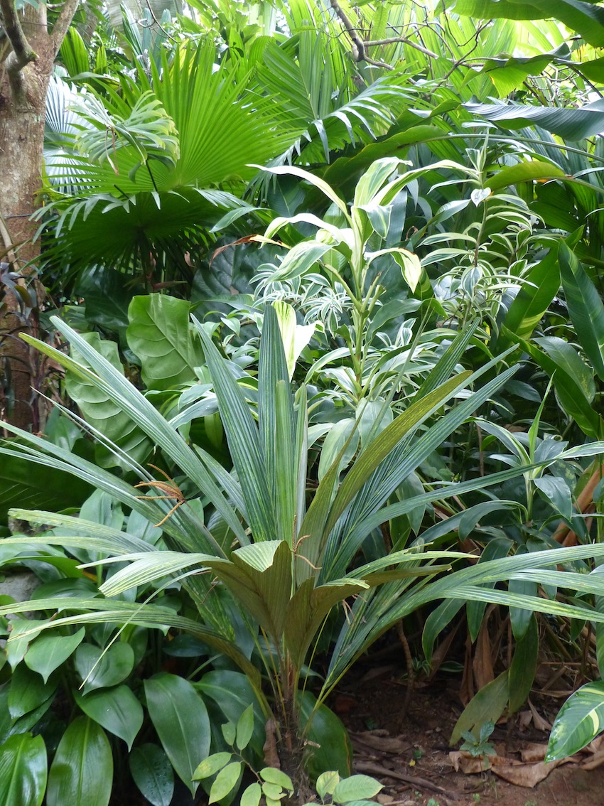 Sommieria leucophylla in First Garden - DISCUSSING PALM TREES WORLDWIDE ...