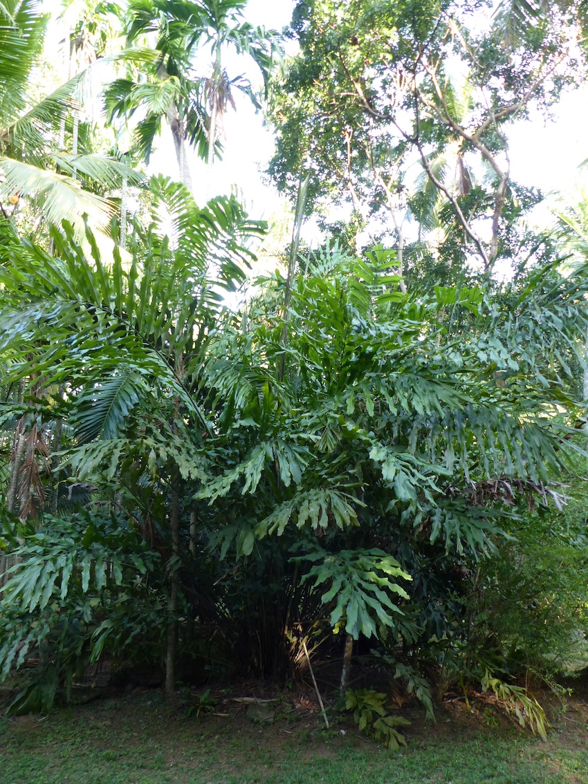 Arenga undulatifolia in Thabit's garden - DISCUSSING PALM TREES ...