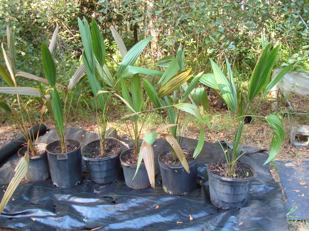 Sabal 'Lisa' palms for sale - For Sale - PalmTalk