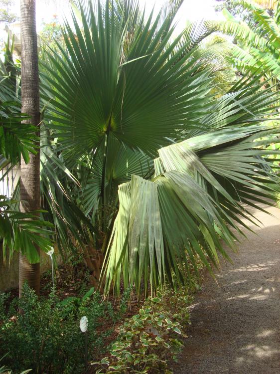 sabal palmetto.JPG