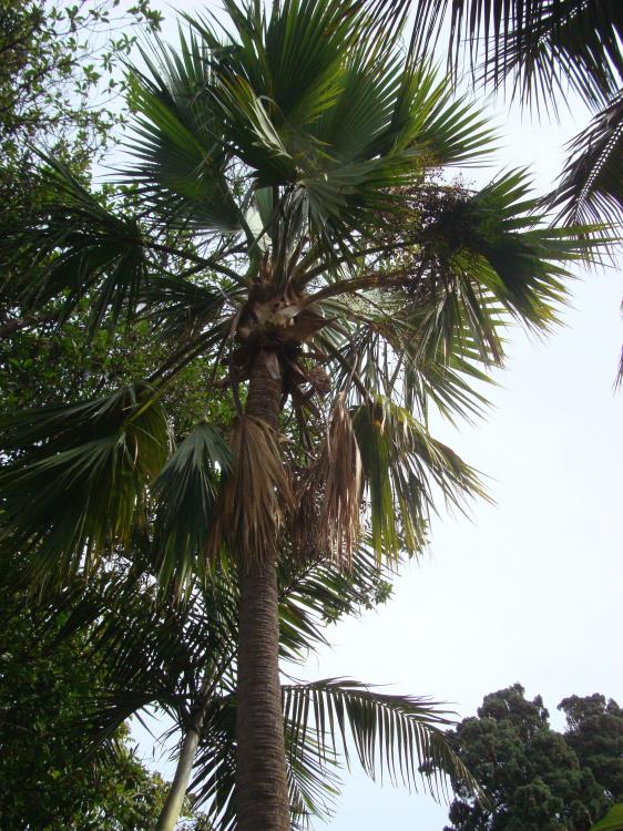 sabal sp.JPG