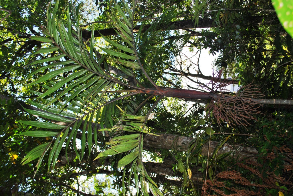 New Caledonian Palms in New Caledonia - DISCUSSING PALM TREES WORLDWIDE ...