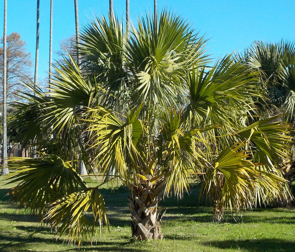 Uruguayan Sabal ID - DISCUSSING PALM TREES WORLDWIDE - PalmTalk