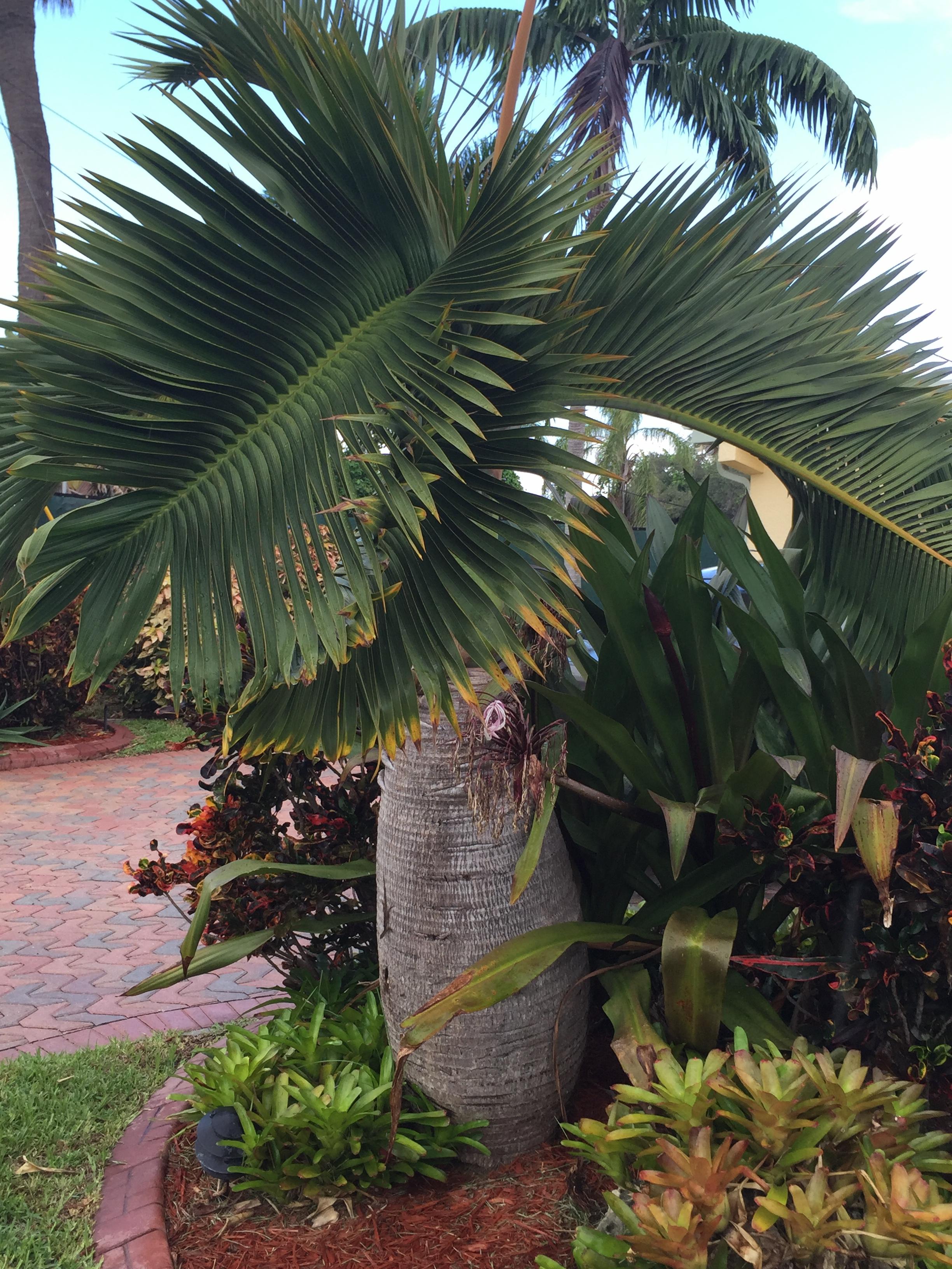 Palms in the 'hood - DISCUSSING PALM TREES WORLDWIDE - PalmTalk