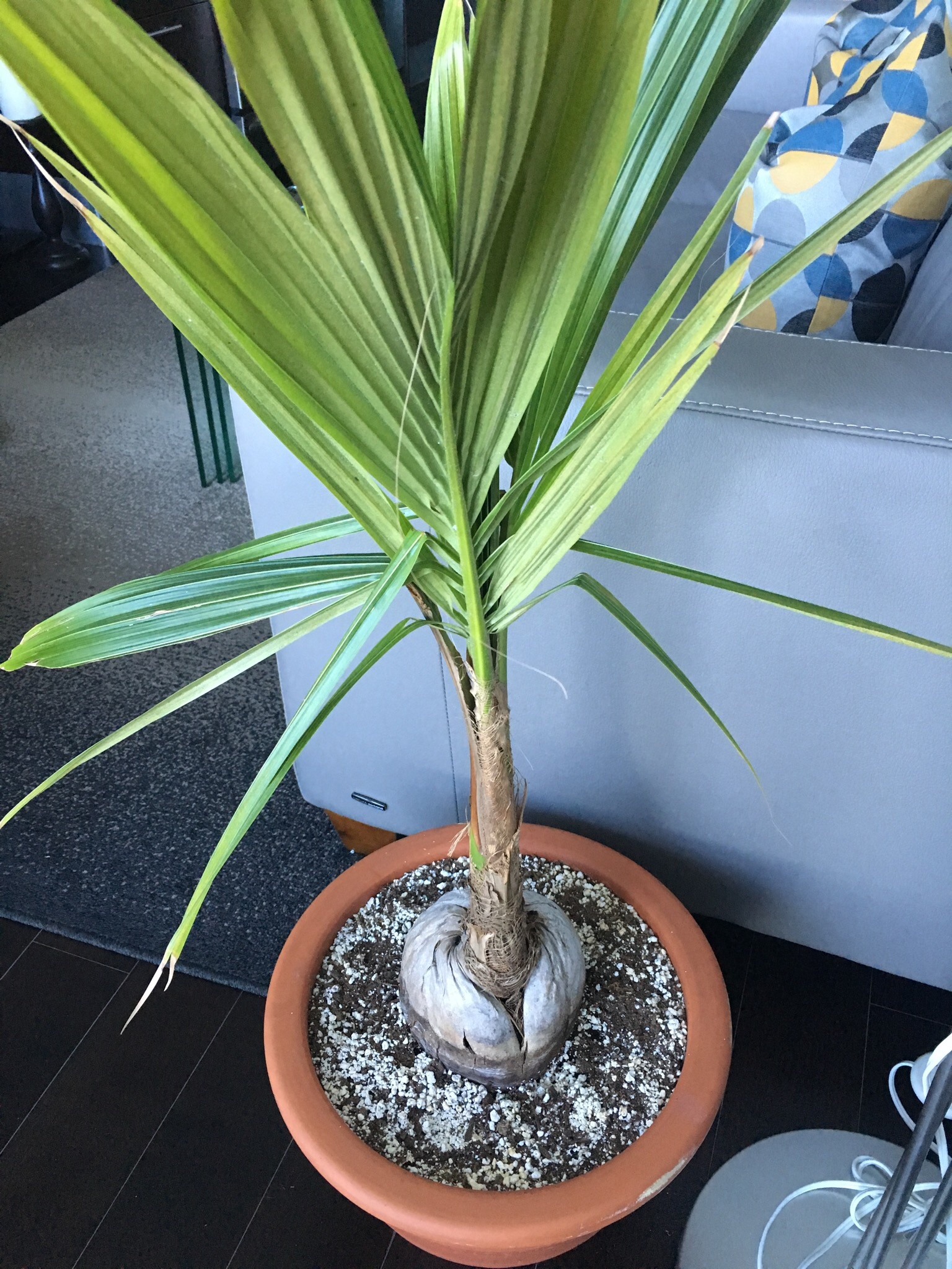 Stalled Potted Coconut Palm Growth Palms In Pots Palmtalk