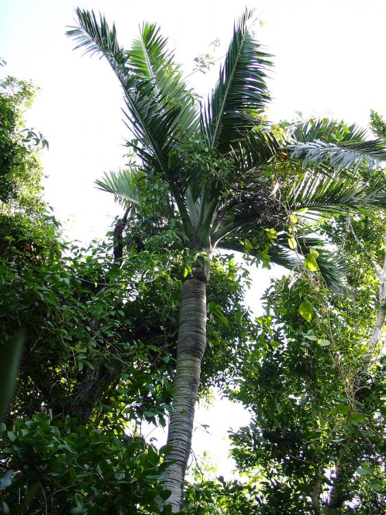 Old habitat photos of Pseudophoenix Sargentii - DISCUSSING PALM TREES ...