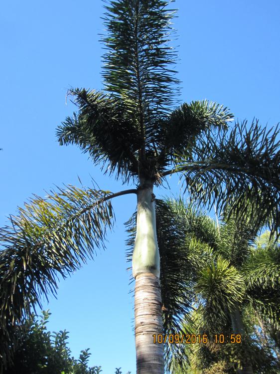 PALM A-1.JPG