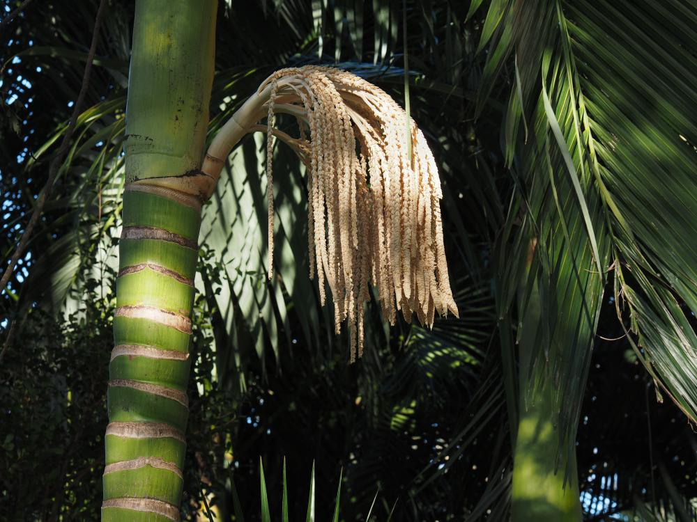 Archontophoenix post-hurricane inflorescence 35-100mm (1 of 1).jpg