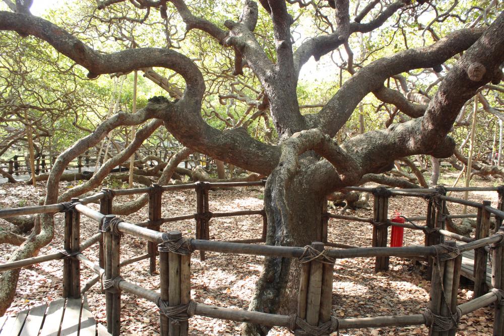 Biggest cashew tree in the world - TROPICAL LOOKING PLANTS - Other Than ...