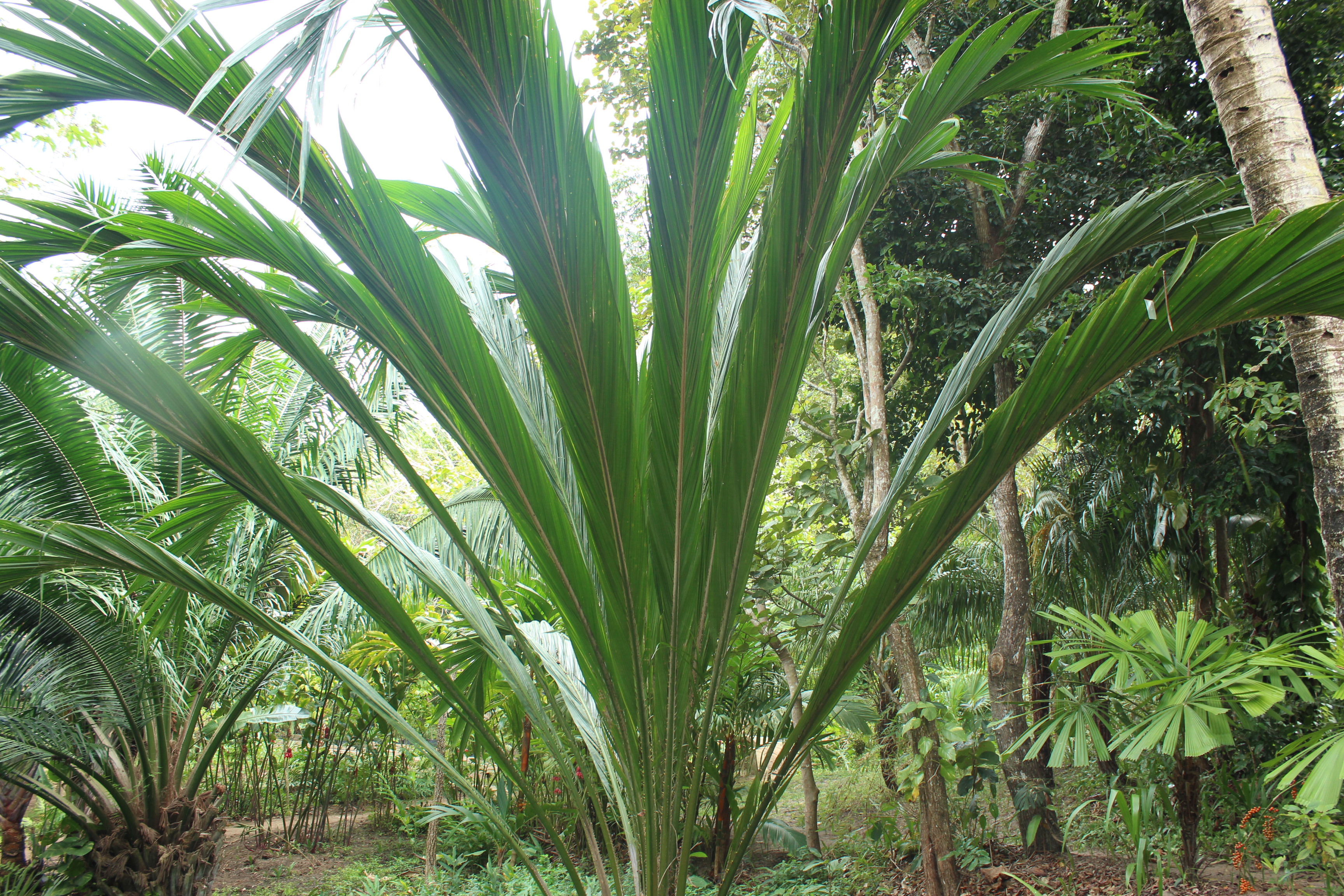 Elaeis guineensis - ENTIRE LEAF - DISCUSSING PALM TREES WORLDWIDE ...