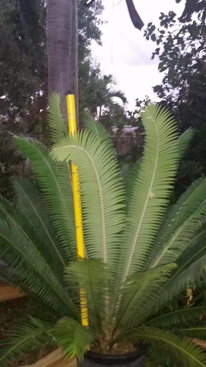 Dioon spinulosum $100.jpg