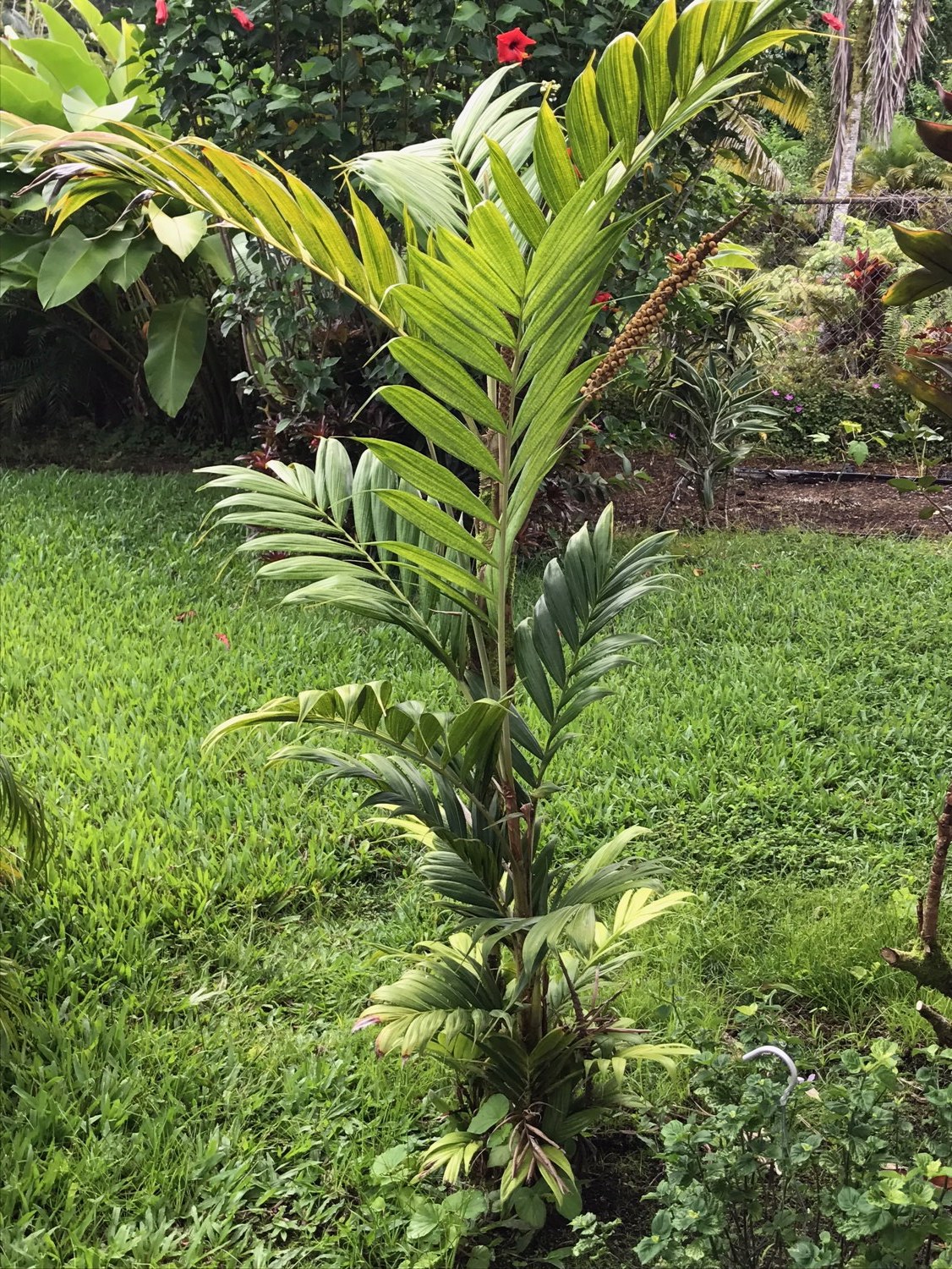 Linospadix, Ptychosperma, Pinanga in E. Hawaii? - DISCUSSING PALM TREES ...