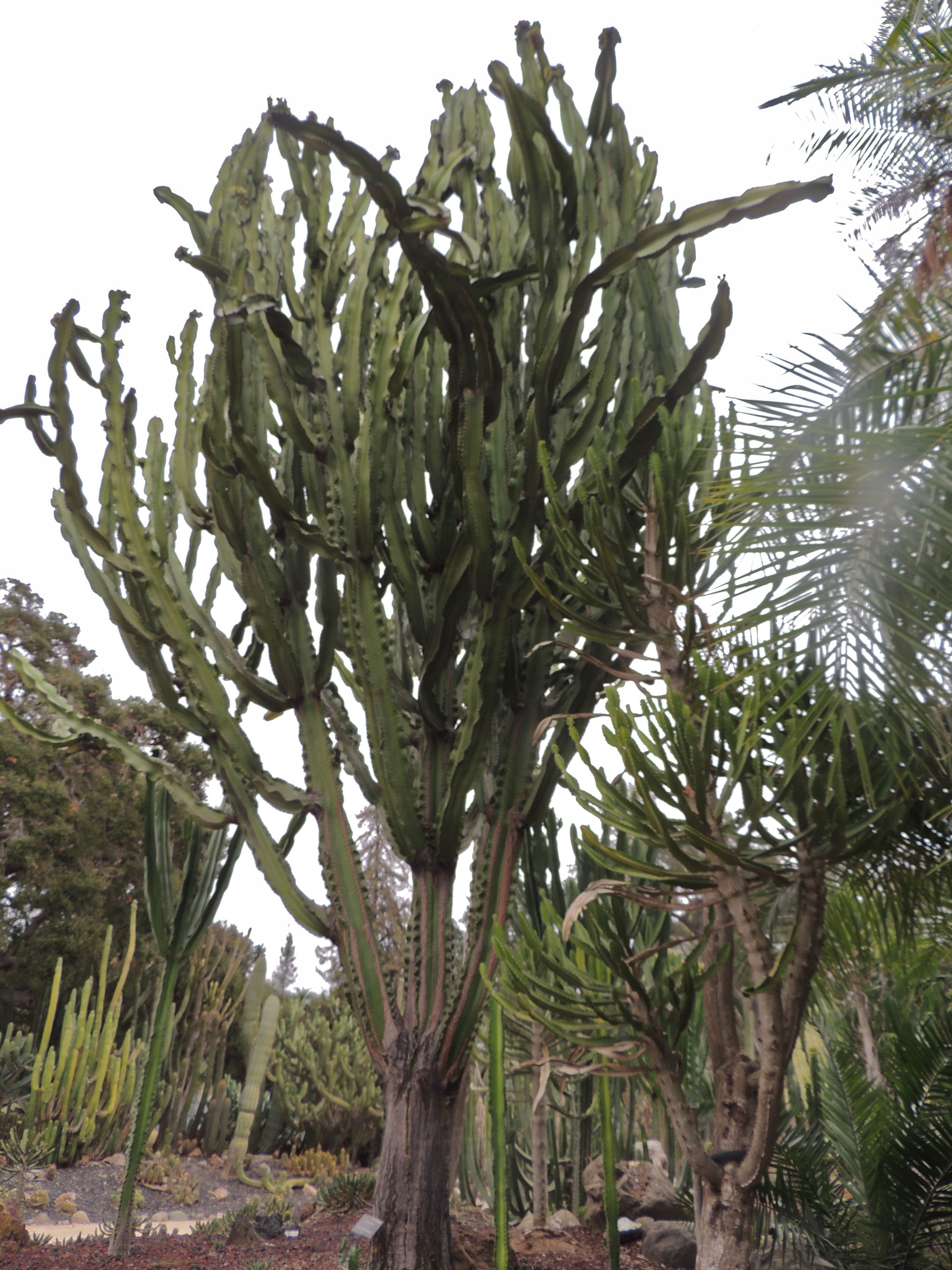 Cereus Repandus question - TROPICAL LOOKING PLANTS - Other Than Palms ...