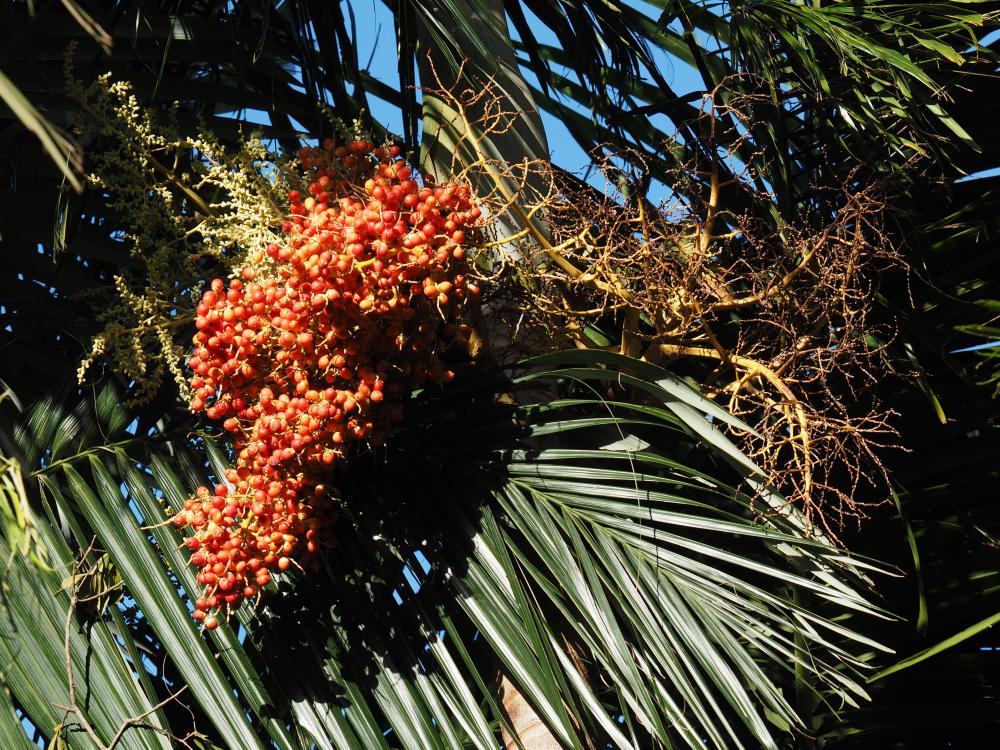 Carpentaria_post-hurricane_infructescence_35-100mm_(1_of_1).jpg