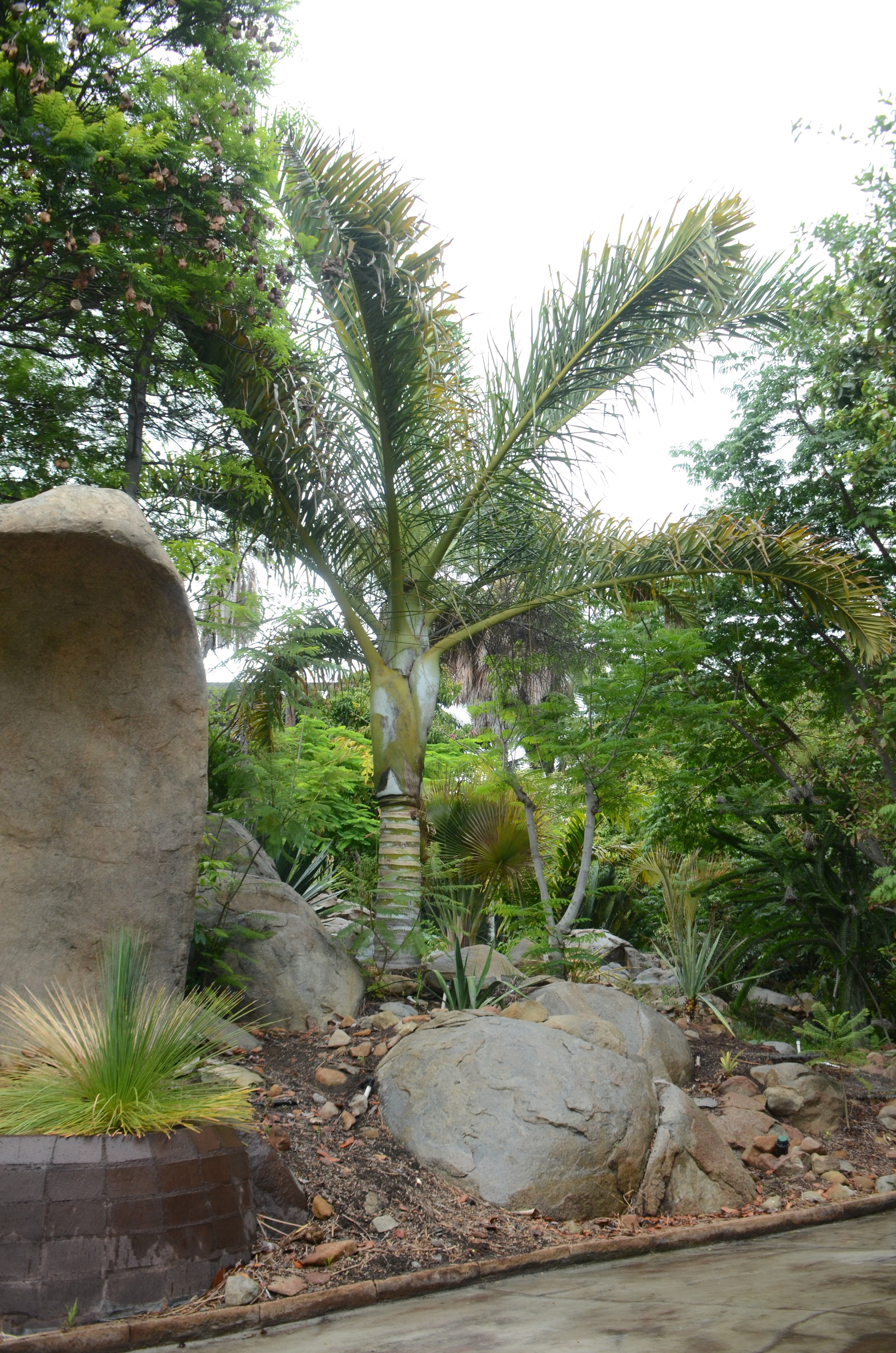 what is your favorite palm specimen(s) you've seen? - DISCUSSING PALM ...