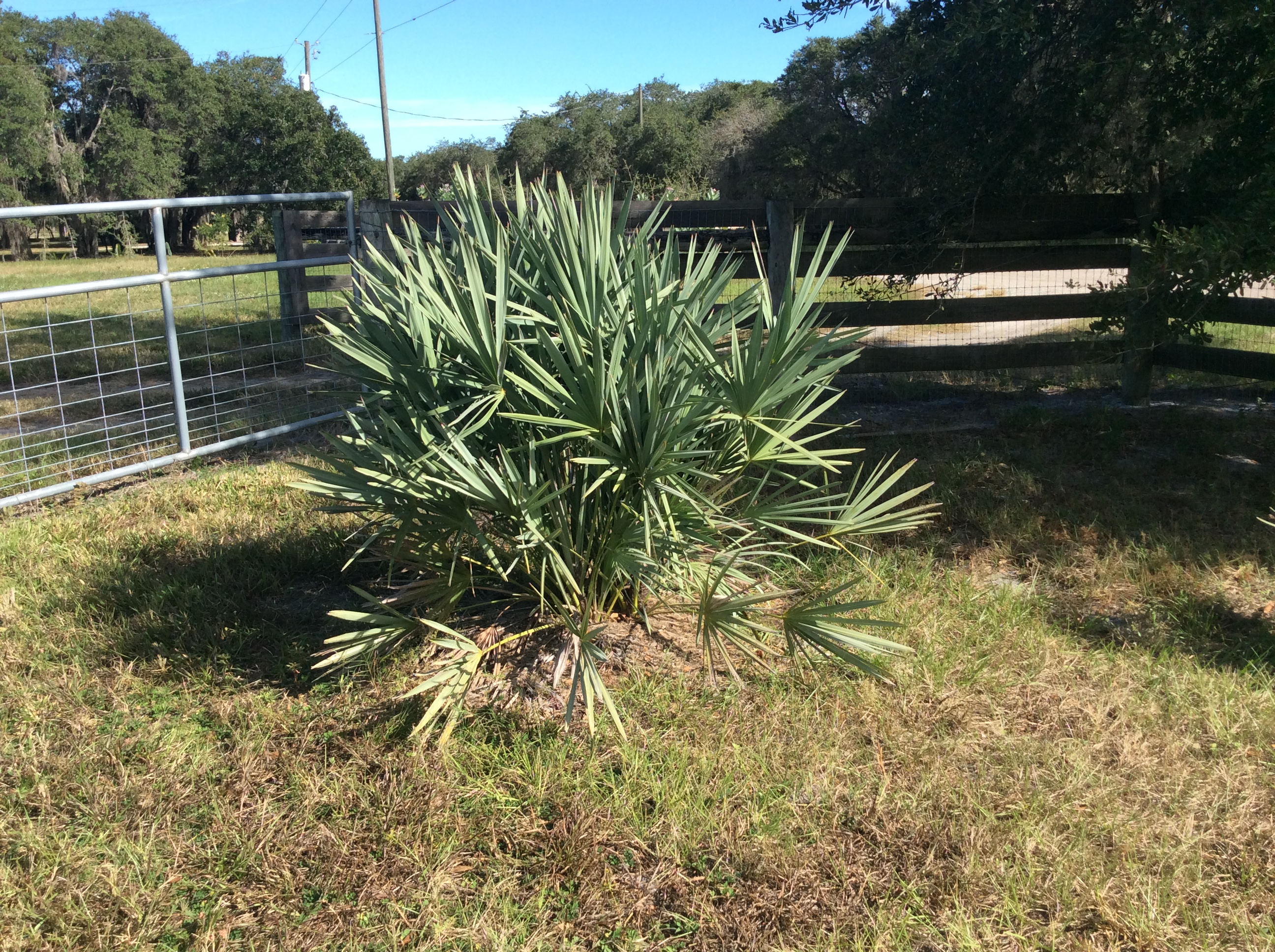 Best Landscaping Palm For Zone 9? - Page 2 - DISCUSSING PALM TREES ...