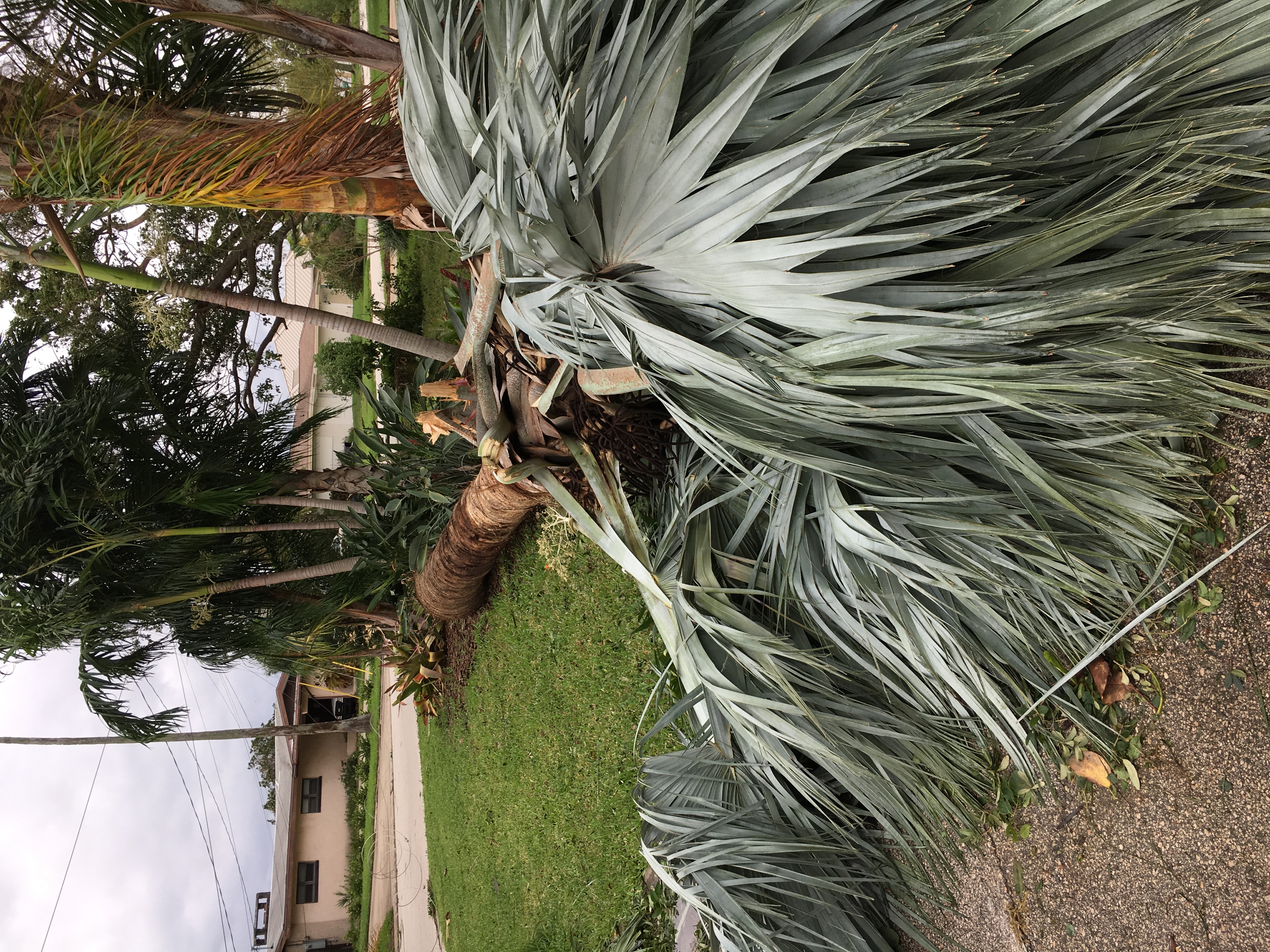 Hurricane Matt Palm Damage Discussing Palm Trees Worldwide Palmtalk