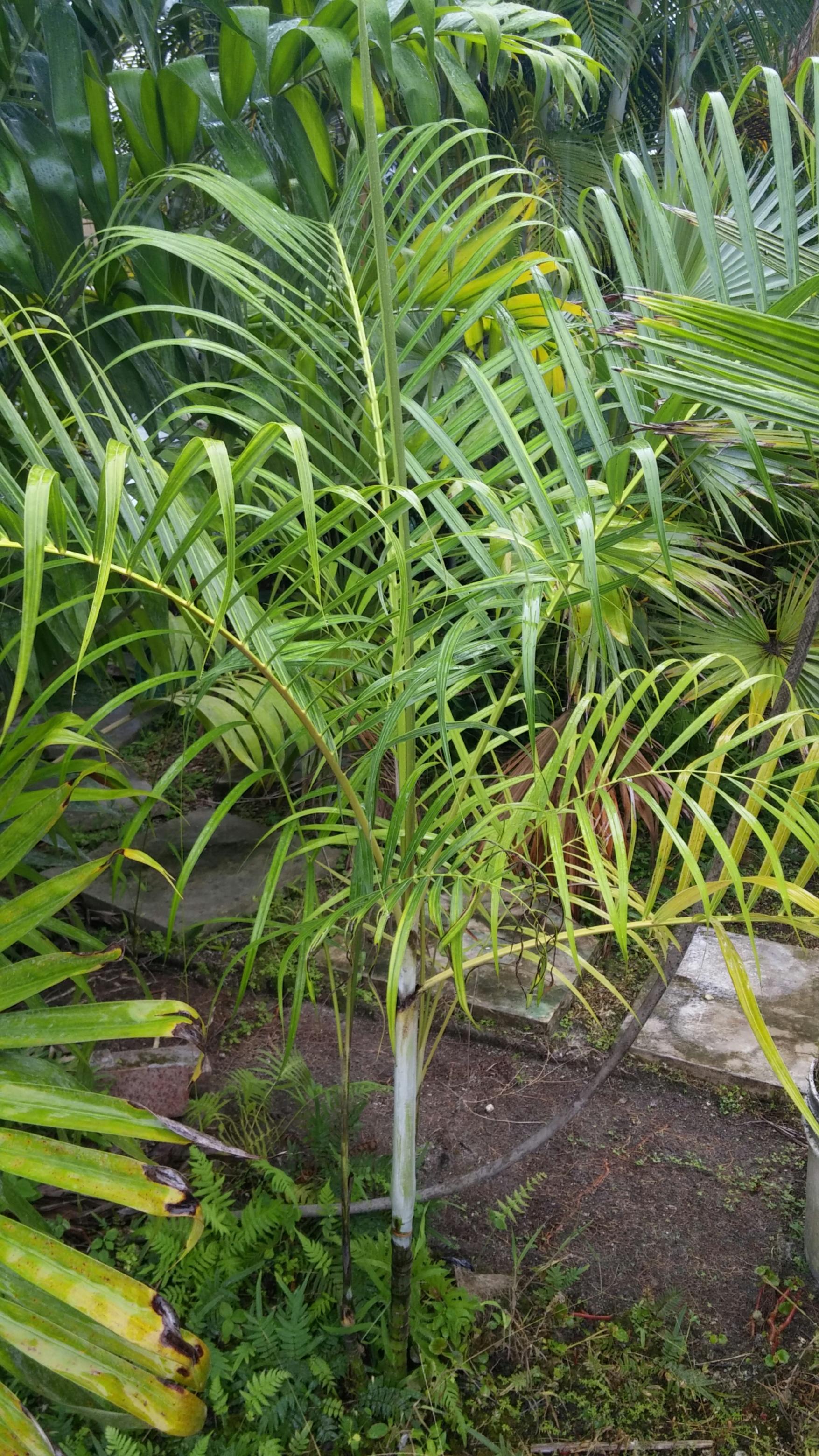 Show your Floribunda Dypsis arenarum! - DISCUSSING PALM TREES WORLDWIDE ...