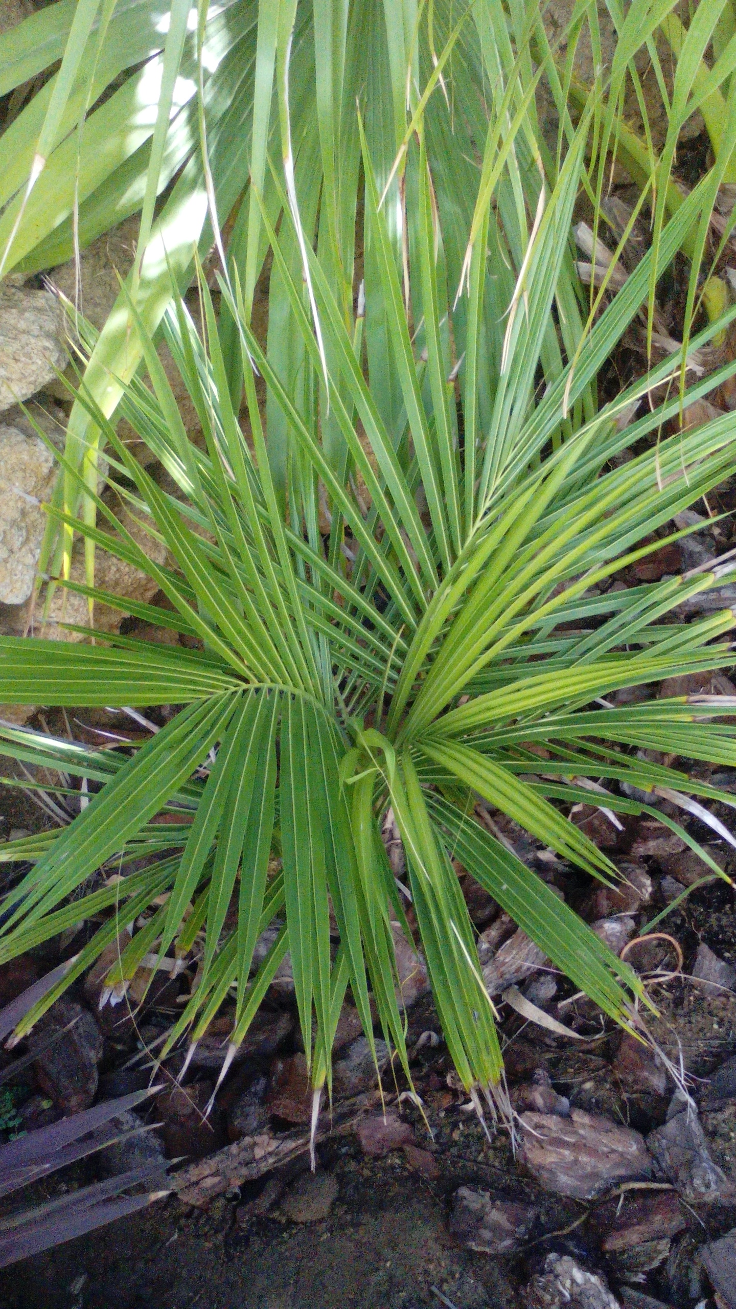 Beccariophoenix Alfredii Ease Of Transplant? - Discussing Palm Trees 