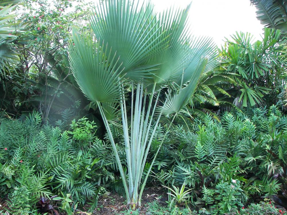 Copernicia sp. unidentified, possible hybrid, 10-16 (1).JPG