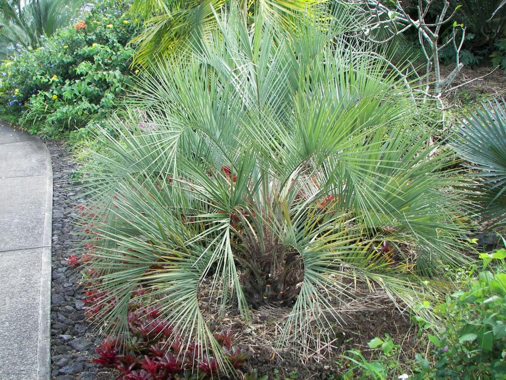 Butia sp.  possible catarinensis, 10-'16.JPG