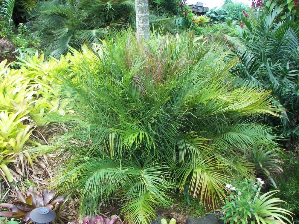 Ceratozamia mirandae, 10-'16.JPG