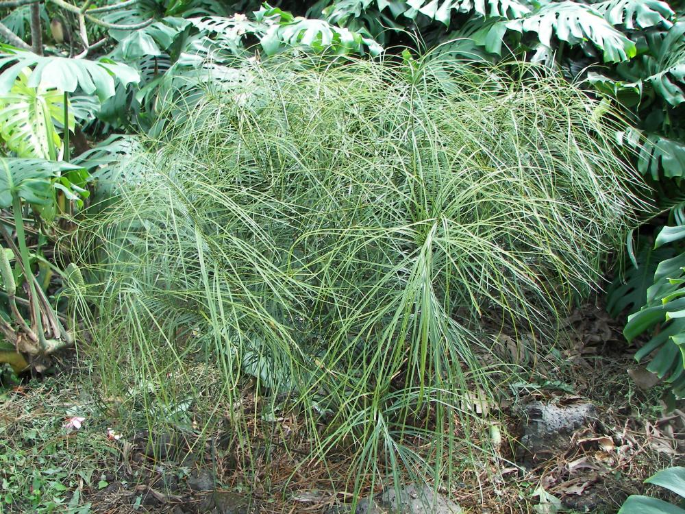 Ceratozamia norstogii, 10-'16.JPG