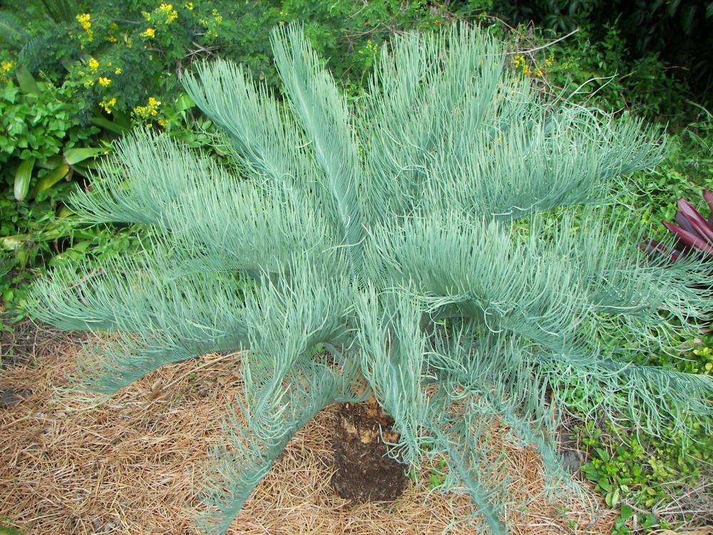 Cycas cairnsiana,  10-'16..JPG